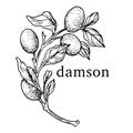 Damson Restaurant 